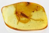 Detailed Fossil Bristletail (Machilidae) In Baltic Amber #346693-1
